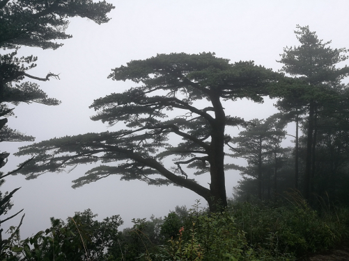 中央的華南五針松（Pinus kwangtungensis ）老樹，較周圍相同樹種的幼樹具更強抗旱能力。（照片由李金豹博士提供）